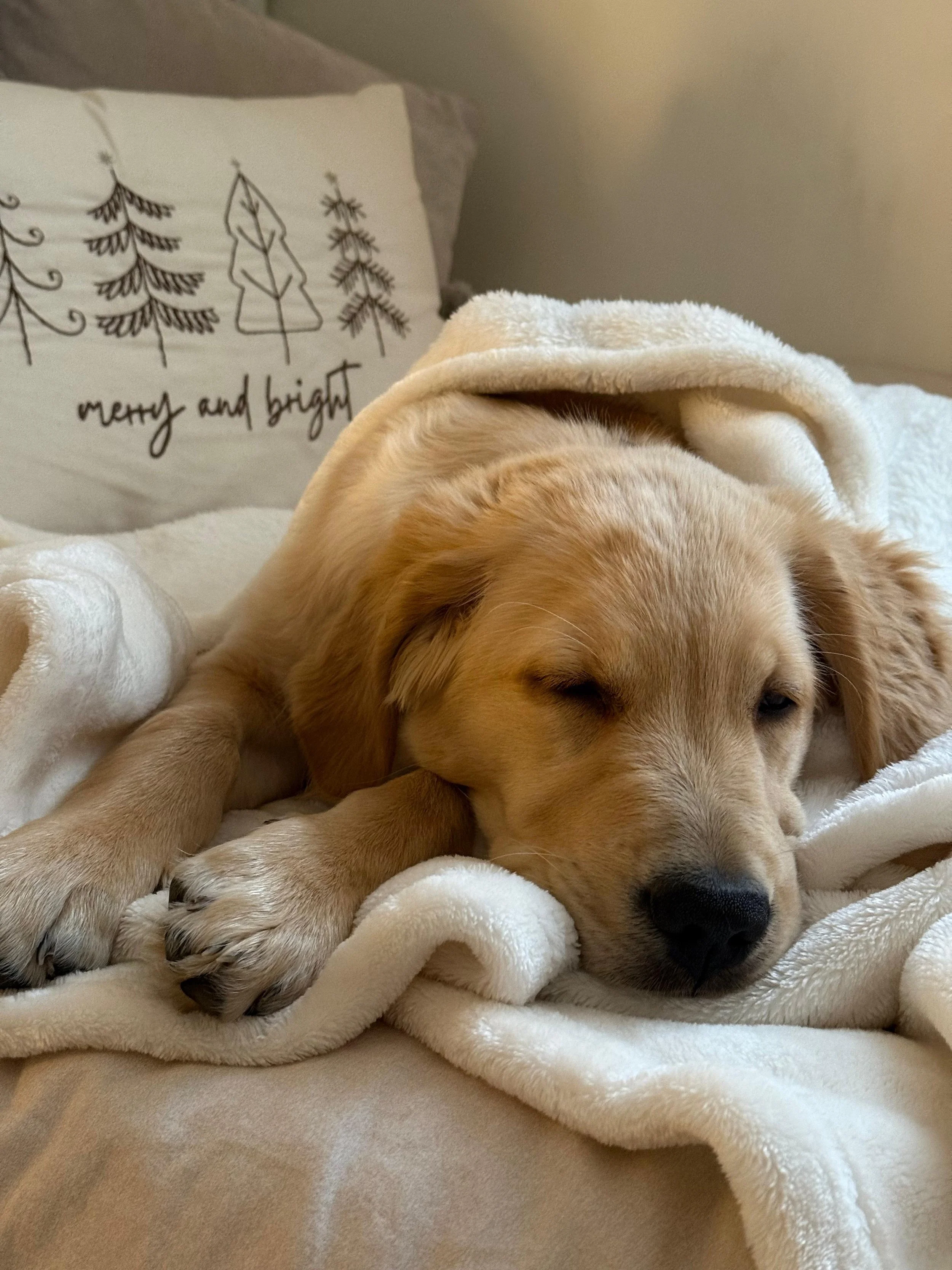 A golden retriever puppy resting on a bed with a white blanket and a pillow that has Christmas trees and the words 'merry and bright' written on it.