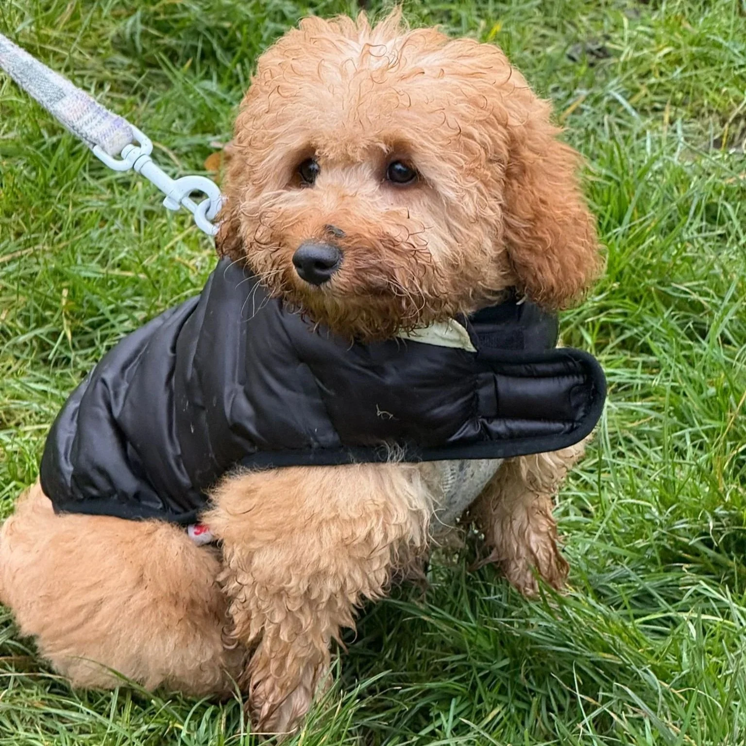 A cute wet apricot-colored poodle on Hampstead Heath,puppy sitting on green grass, wearing a black jacket and on a leash.