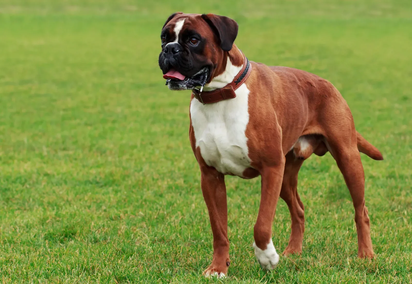 A brown and white Boxer dog standing on green grass.