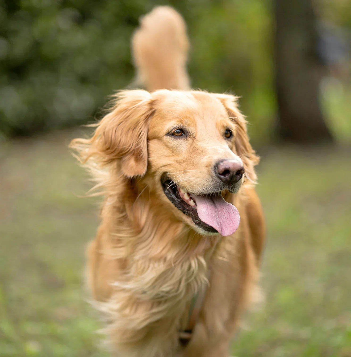Golden retriever dog outdoors with a happy expression, tongue out, in a natural setting with blurred greenery in the background.