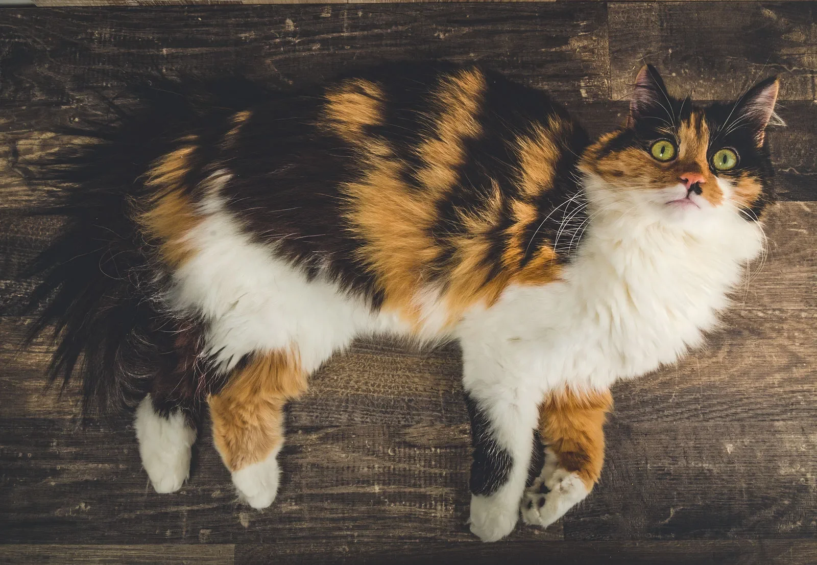Calico cat lying on a wooden floor, looking up.