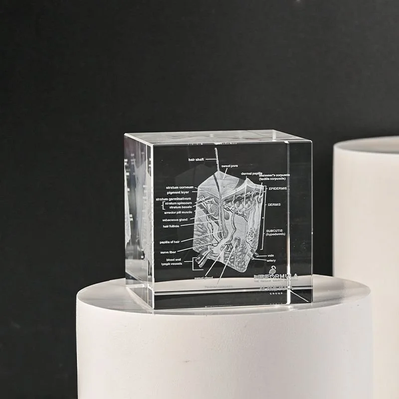 A clear rectangular block with a detailed diagram of human skin anatomy, including labels for various skin layers and structures, placed on a white pedestal against a black background.