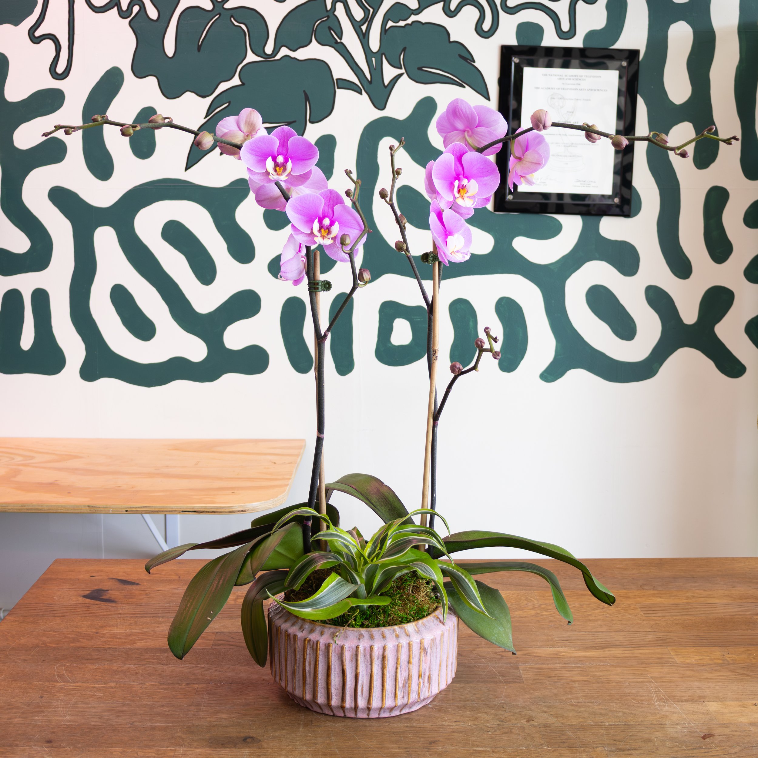 Medium Orchid Planter