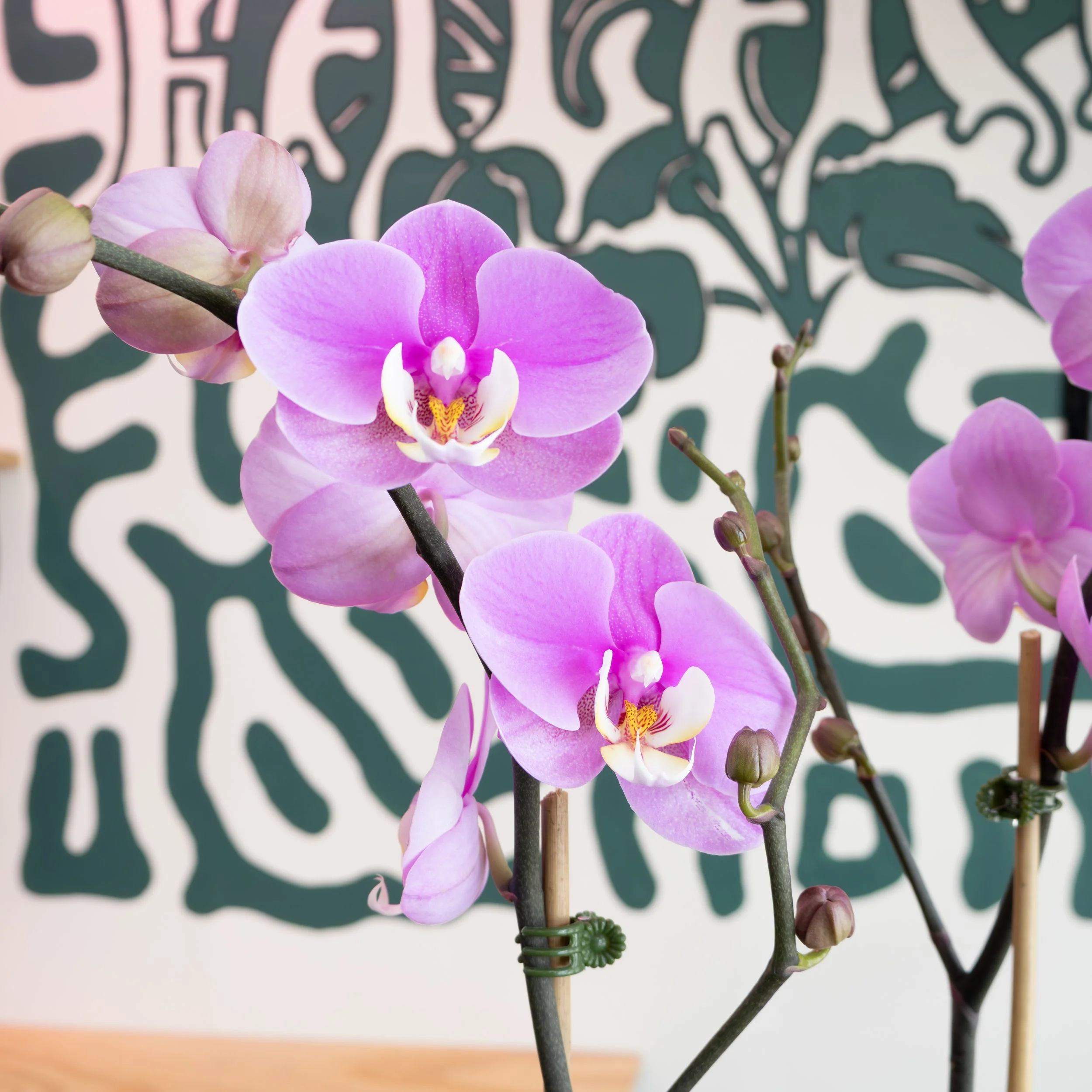 Med Orchid Planter 2.jpg