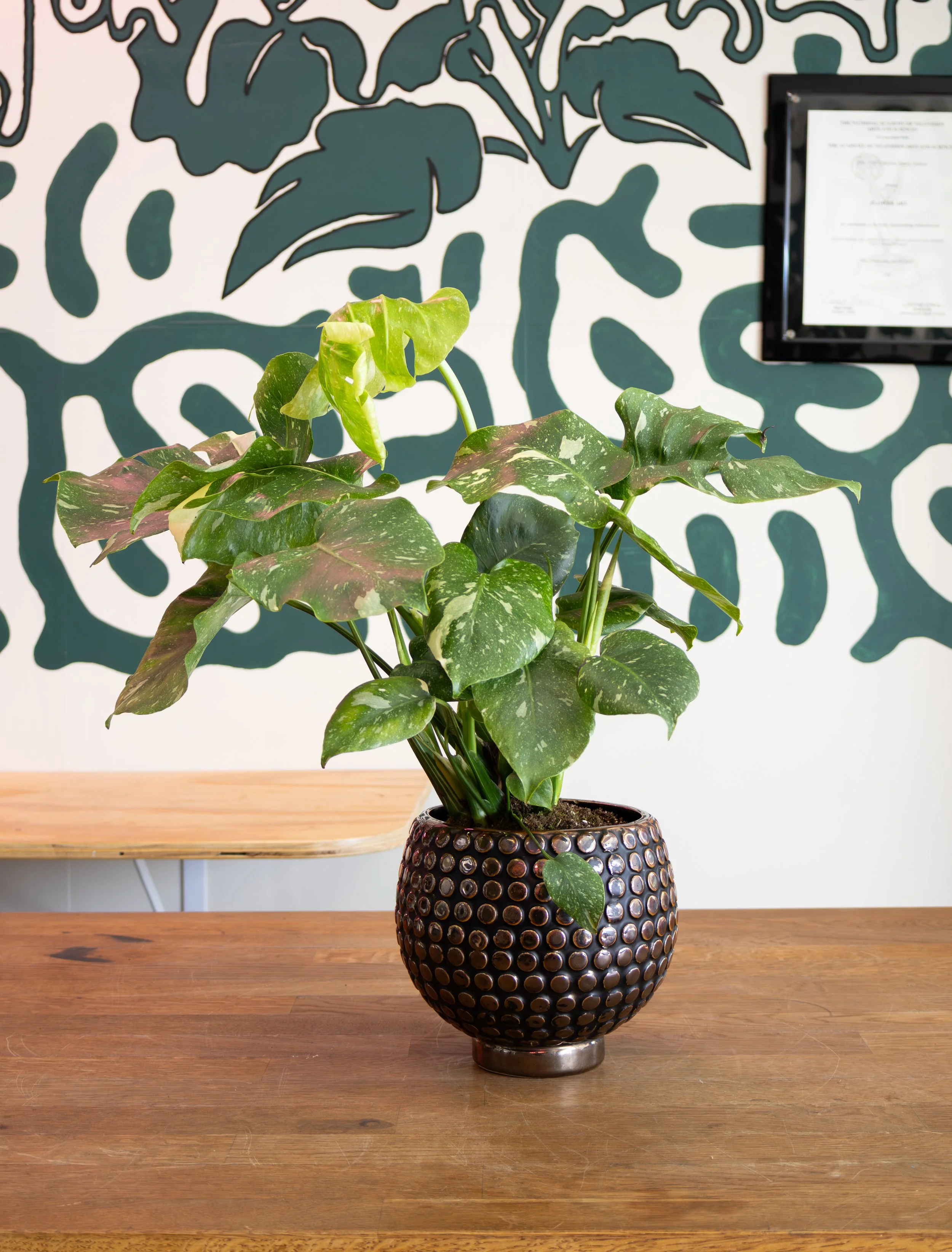 Monstera Thai Constellation