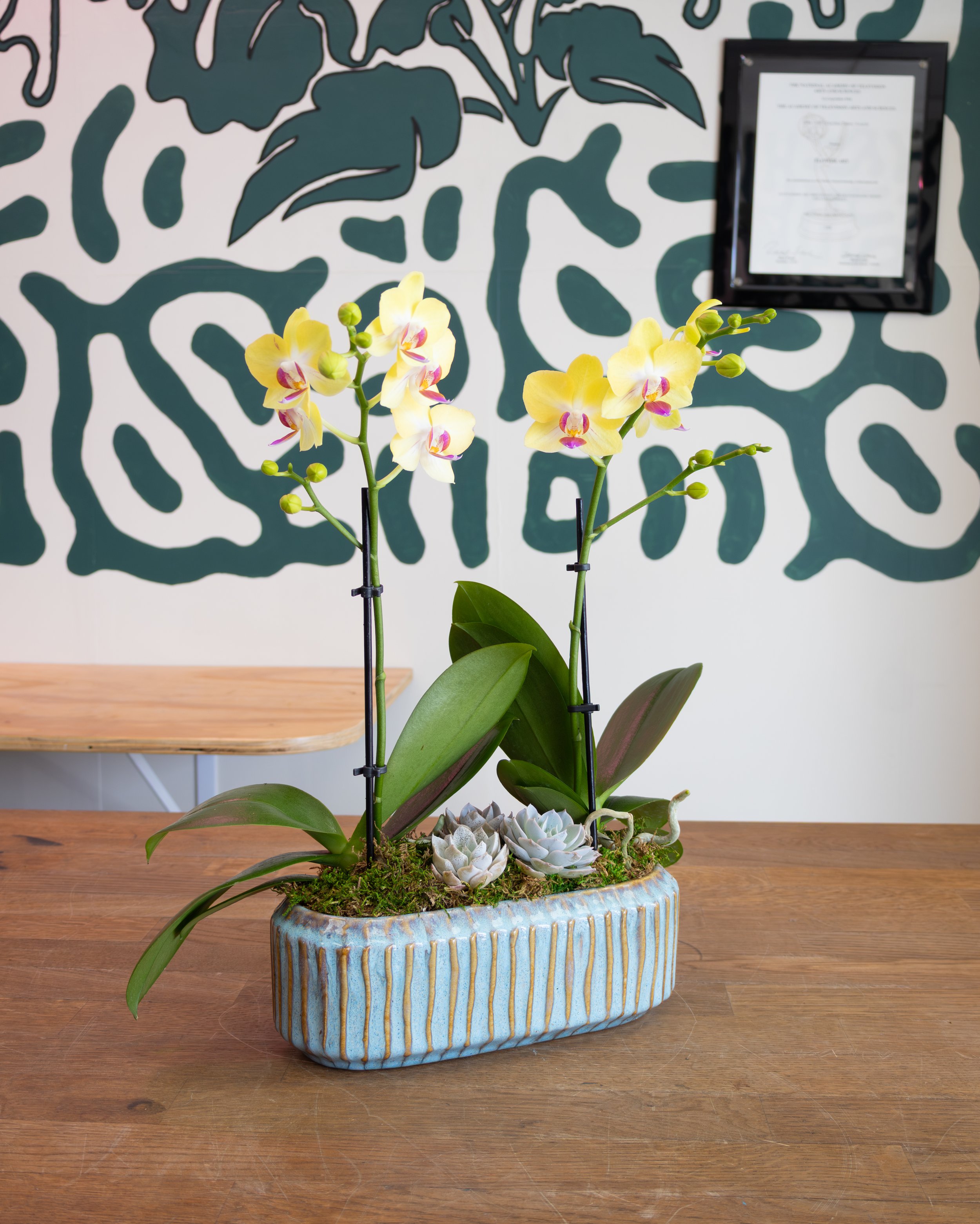 Small Orchid Planter