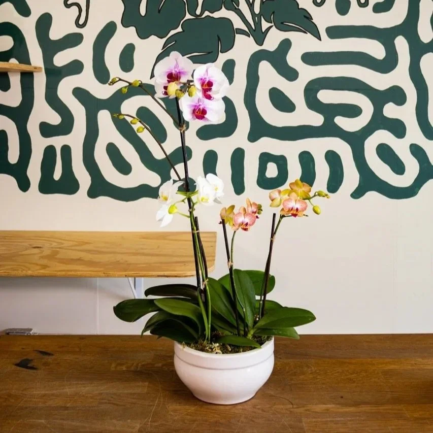 Medium+Orchid+Planter++Large.jpg
