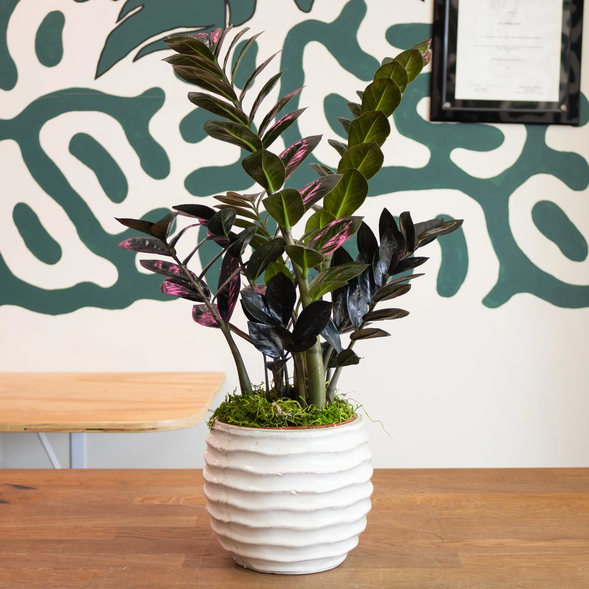 ZZ 'Black Raven' Plant