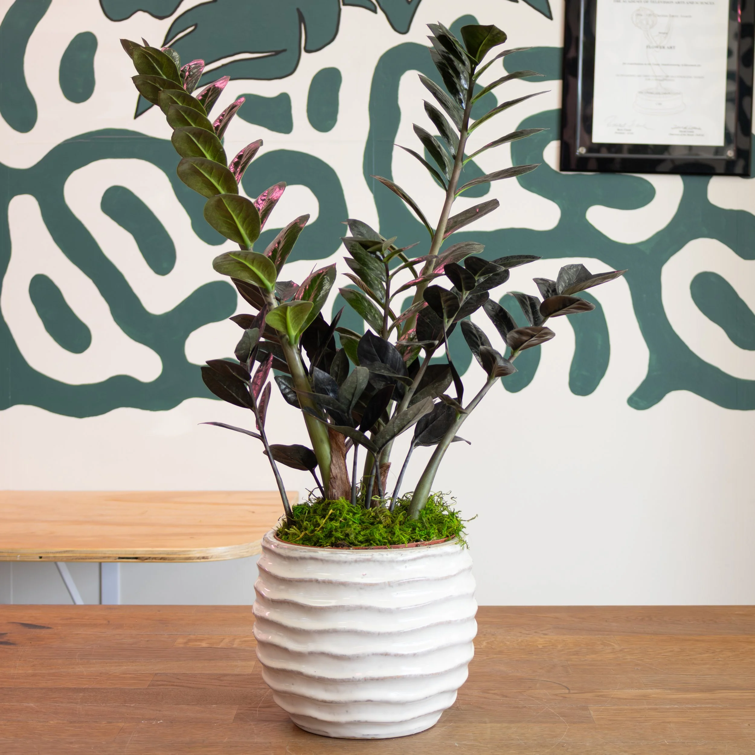 Black zz Plant 2.jpg