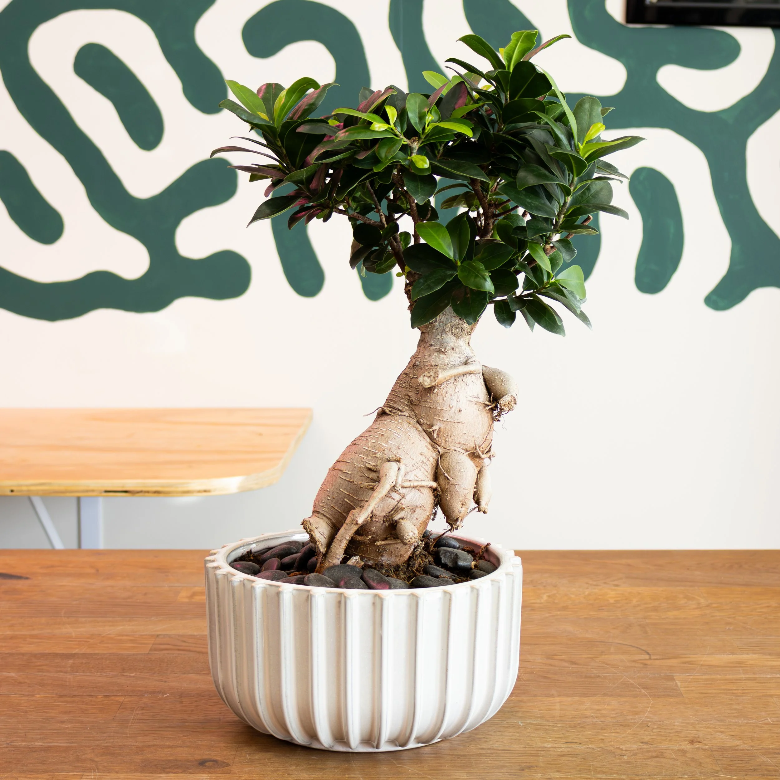 Ginseng Bonsai 1.jpg