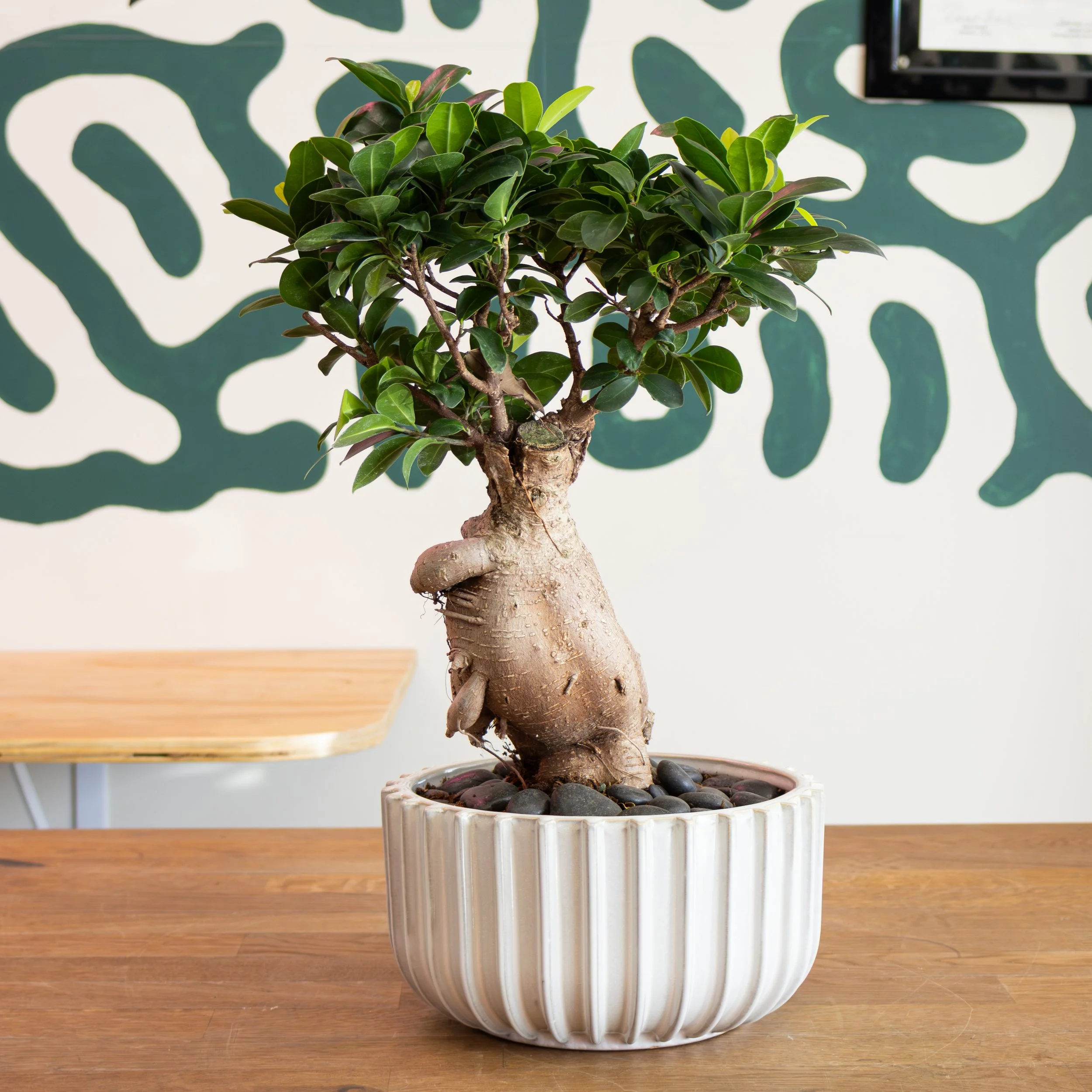Ginseng Bonsai Tree