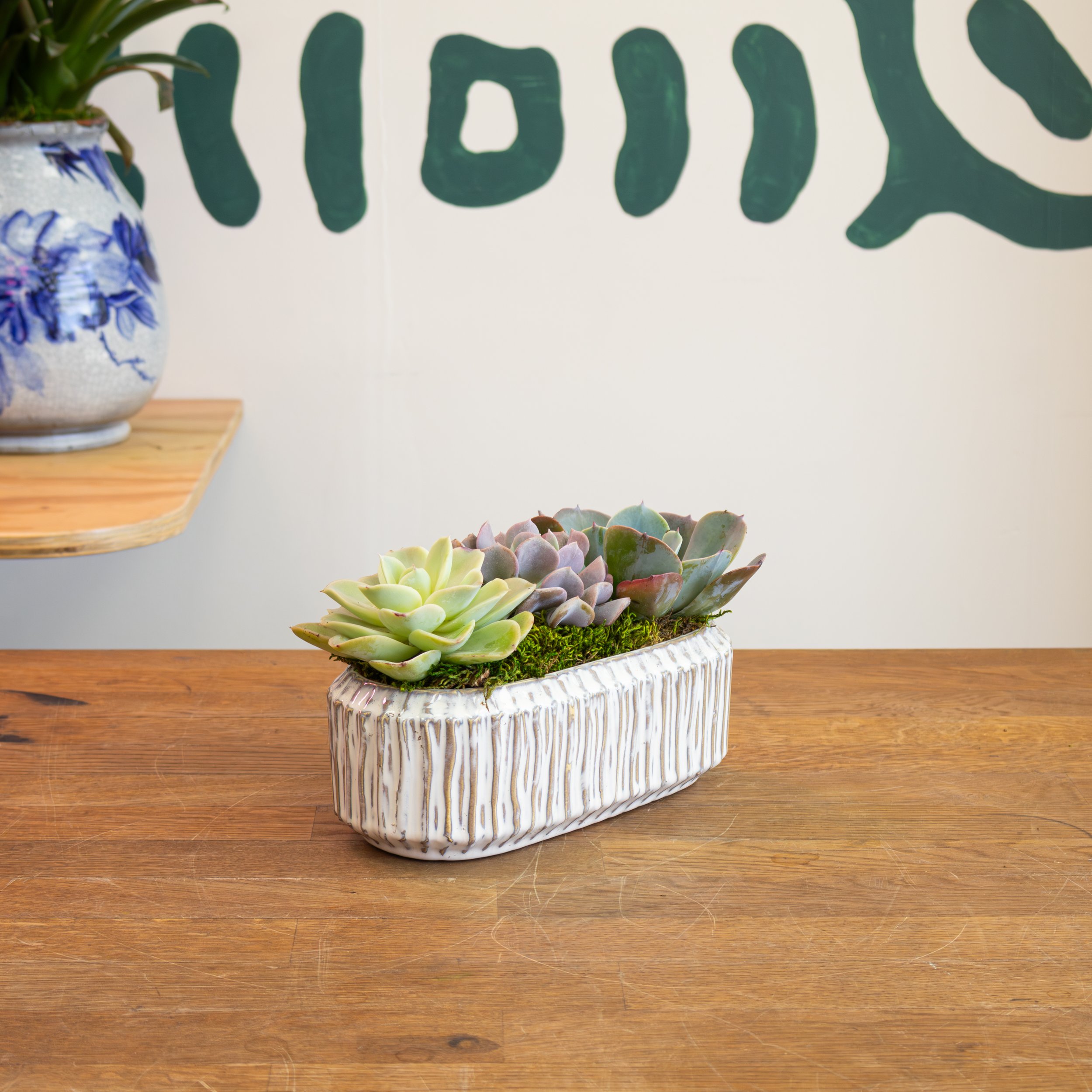 Long + Low Succulent Planter
