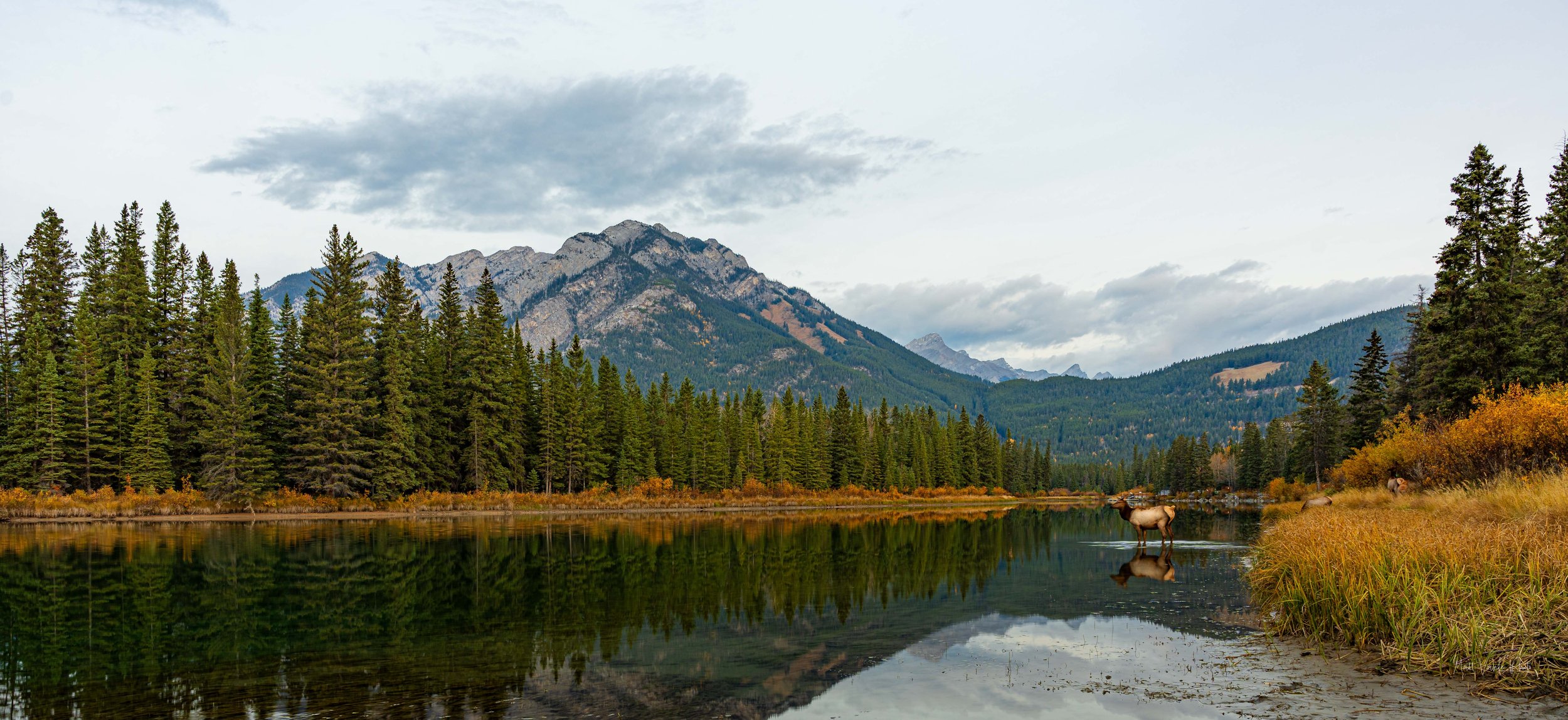 Banff, Moose in Water
