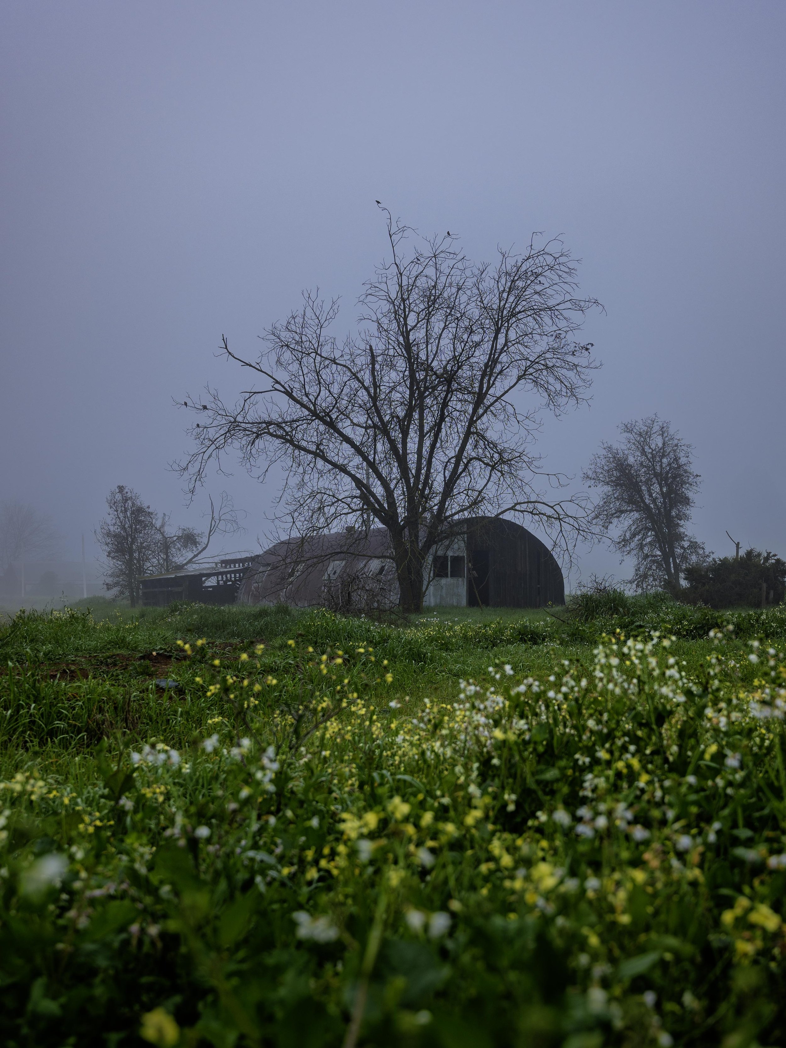 Barn Elk Grove, California 