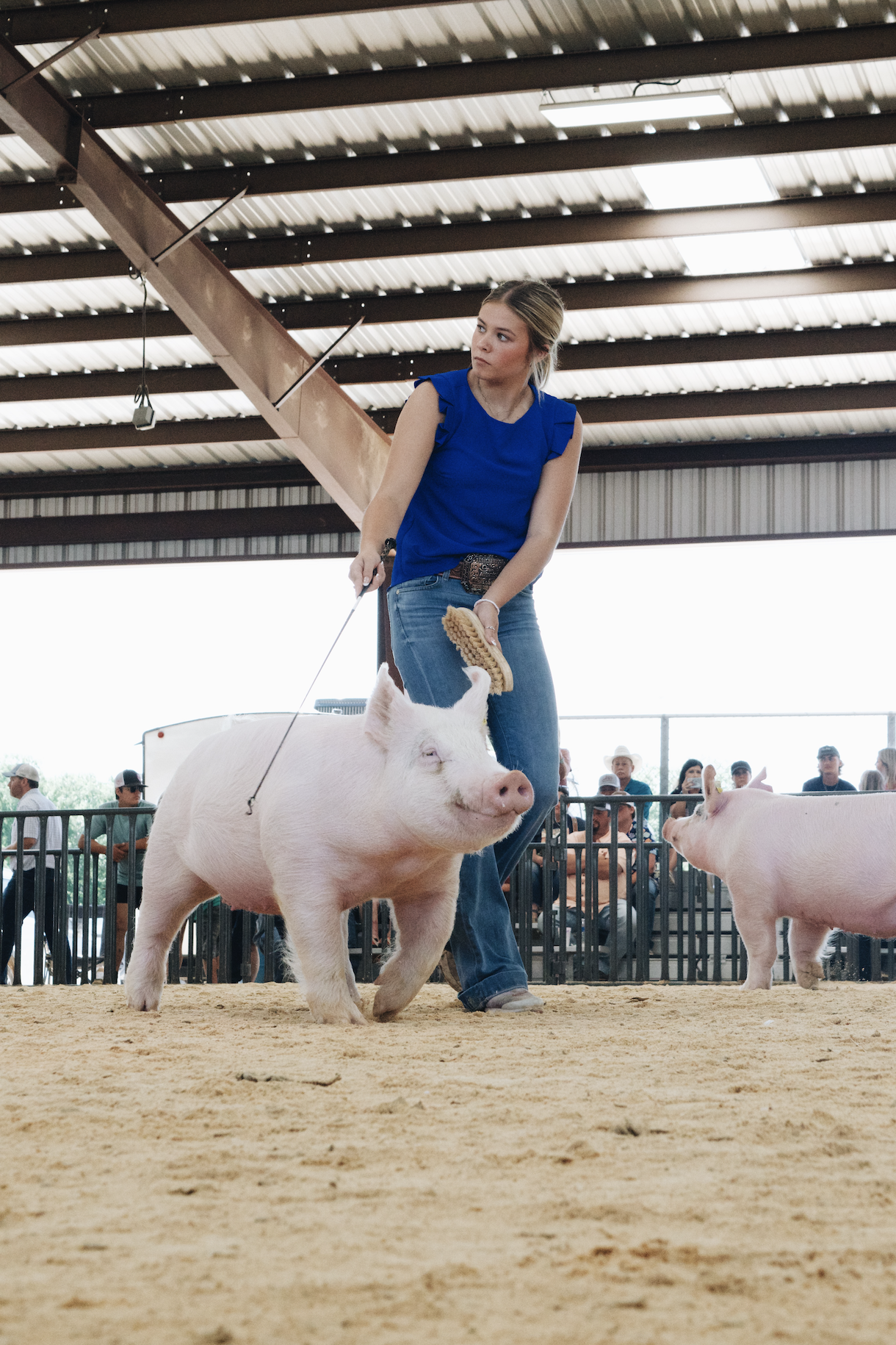 A girl showing a pig at a livestock show in Fort Worth at Parker County Junior Livestock Show. Livestock photographer in Fort worth, Texas. Livestock Show photographer in Fort Worth, Texas.