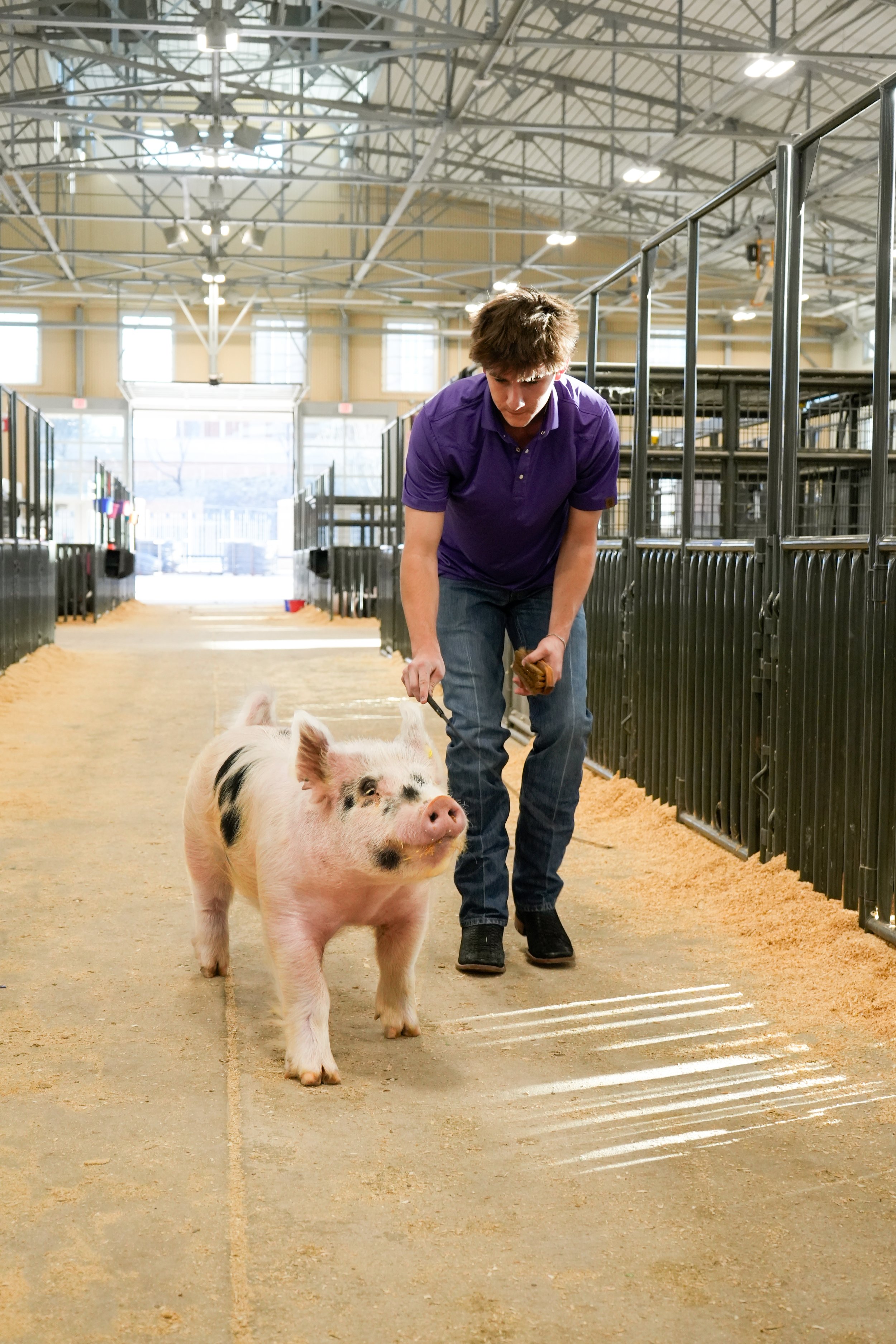 fort worth livestock photographer, fort worth senior photos, graduation photographer in fort worth, fort worth senior photographer, fort worth stock show, tarrant county junior livestock show, livestock photographer in fort worth