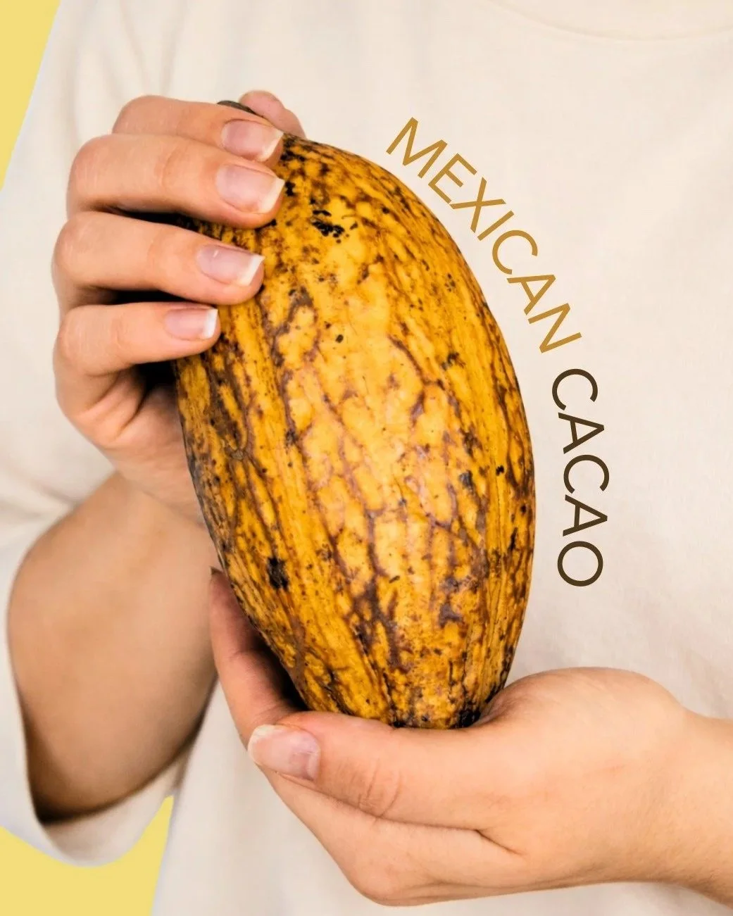 Person holding a large, yellowish gourd with dark brown streaks, labeled 'Mexican Cacao'.
