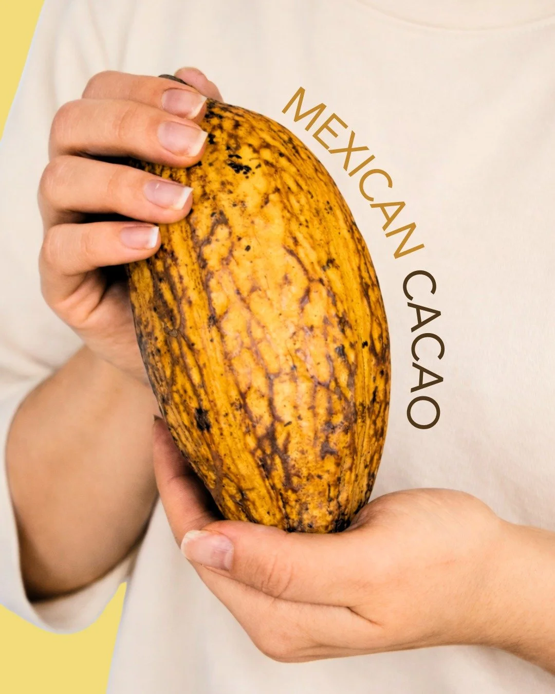 What Is Cacao? The Difference Between Cacao and Cocoa (And Why It Matters) 