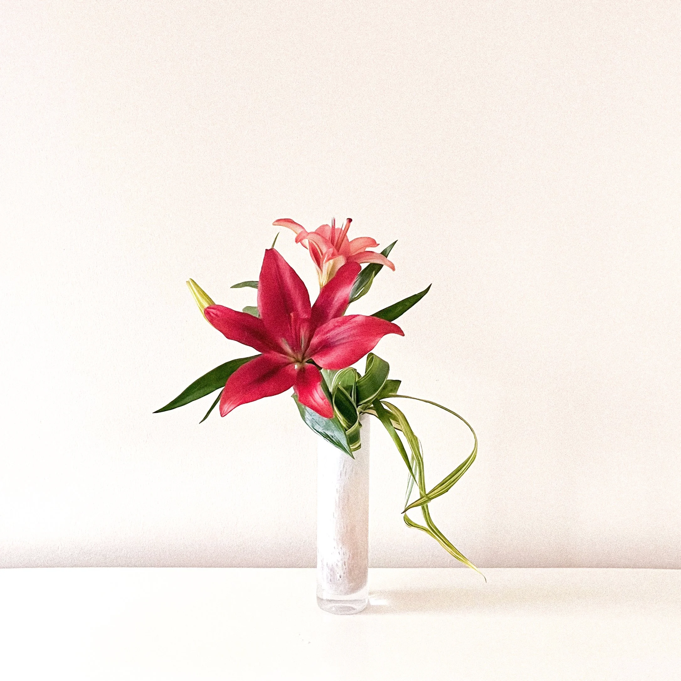 When the Red Lily Fully Opens