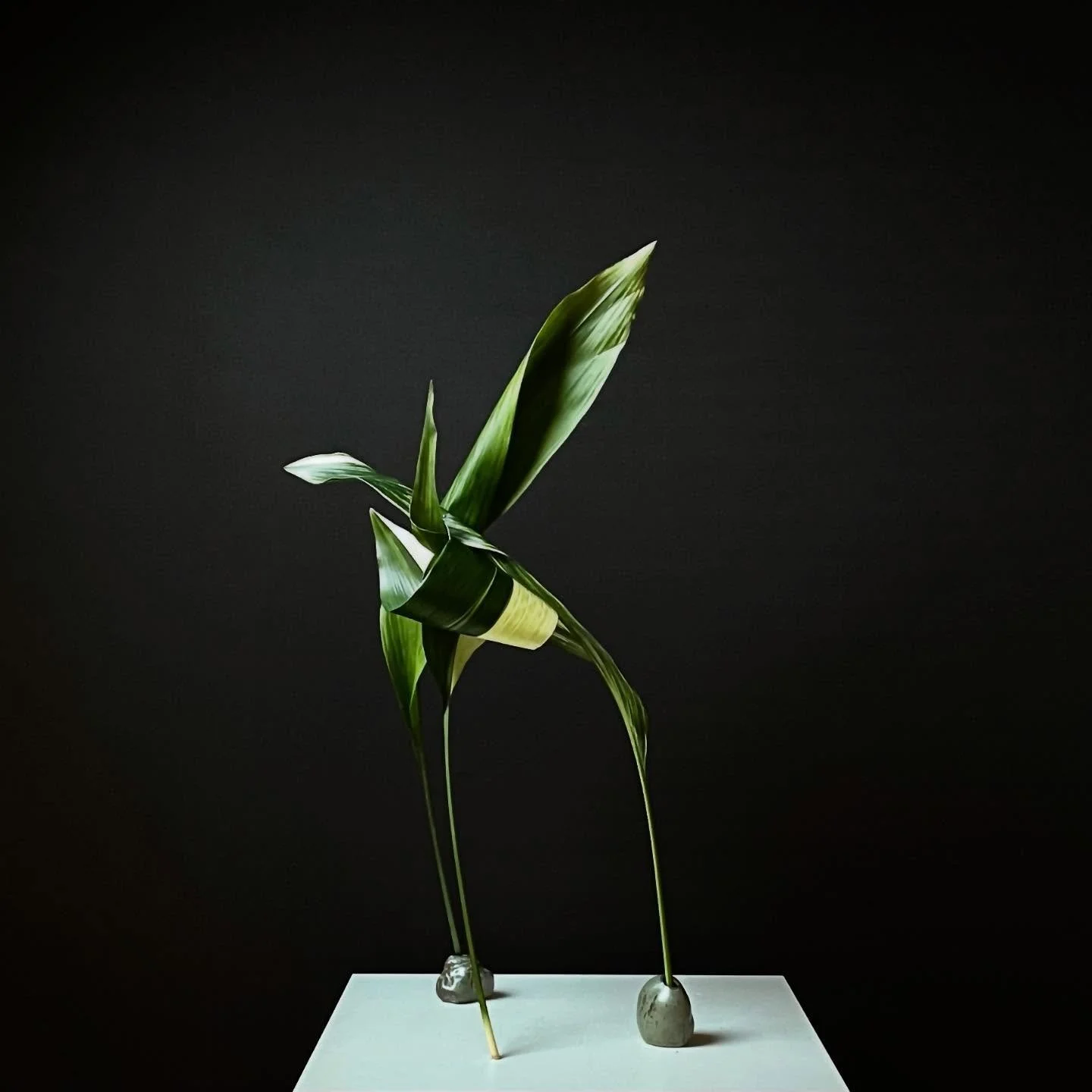 .
No Kenzan with Aspidistra structure,

Arranging aspidistra leaves without a kenzan, tricky to balance, but such fun. I found myself creating pieces, one after another.

@ikebanachristine 💚

#ikebana
#sogetsu
#sogetsuikebana
#japaneseflowerarrangem