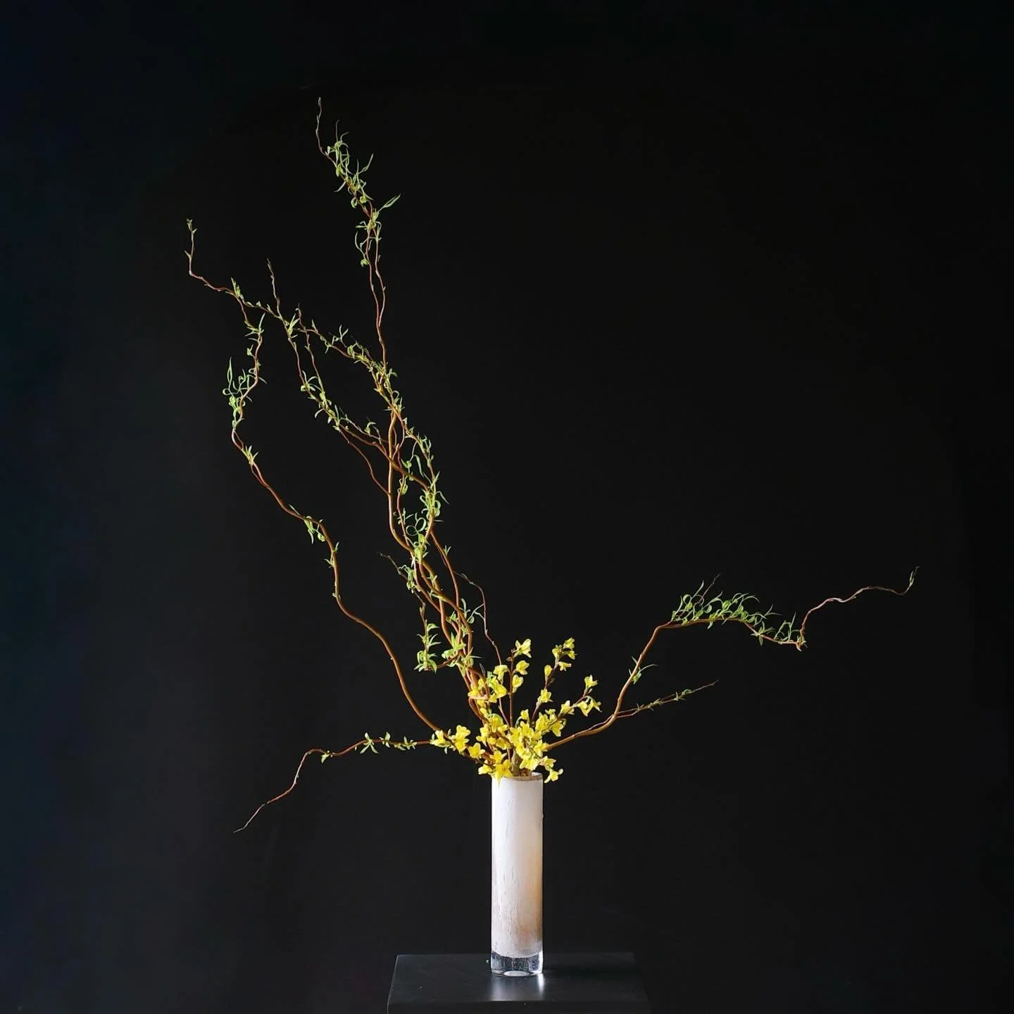 .
Willow and Forsythia.
The curly willow has begun to sprout, and I couldn&rsquo;t bear to remove the tiny leaves, so I arranged it with forsythia.

新芽が出てきた雲龍柳、レンギョウと一緒にいけてみました🌱

#ikebana,#sogetsu, #japaneseflowerarrangement, #いけばな, #草月