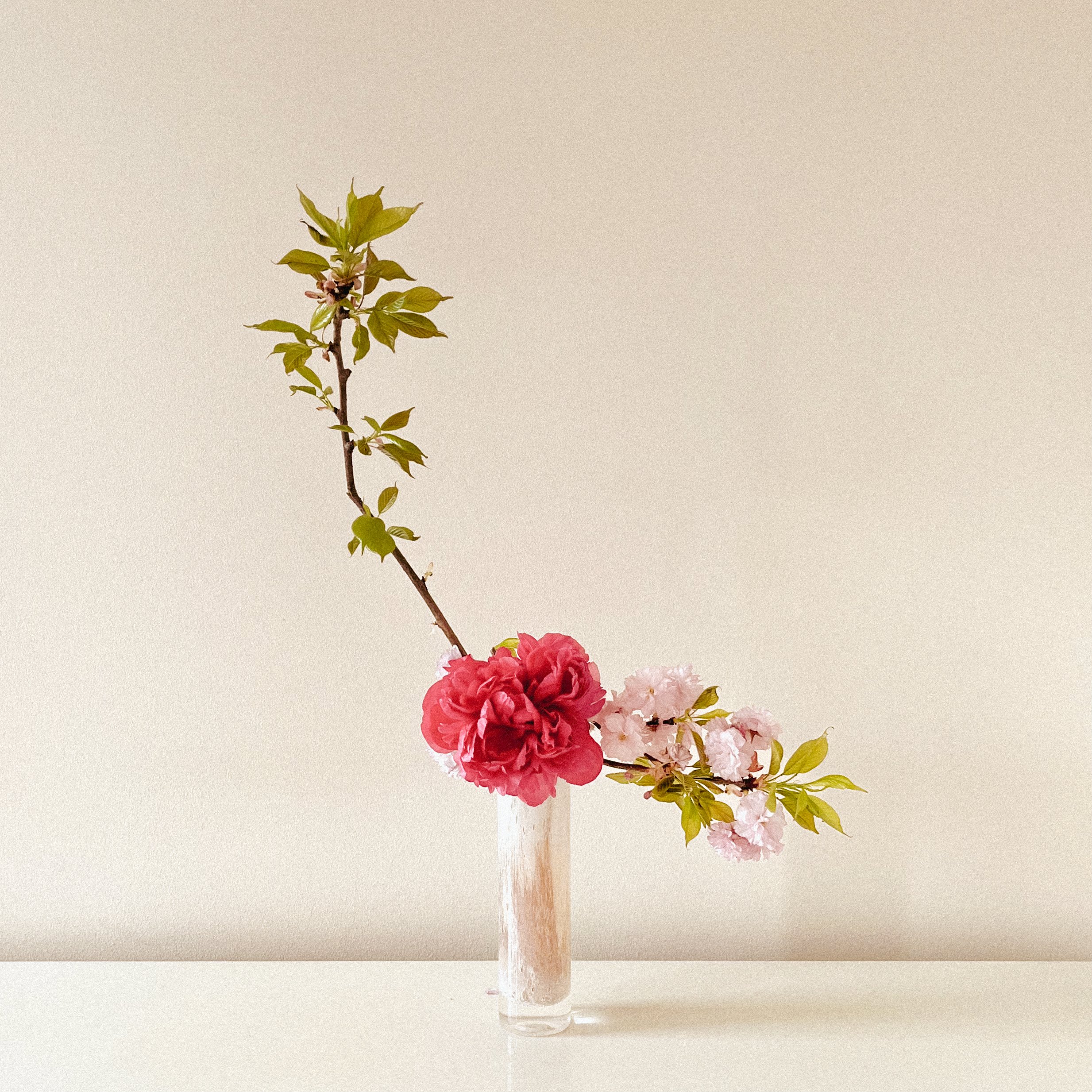  Rose Pink Cherry, Pink Cherry