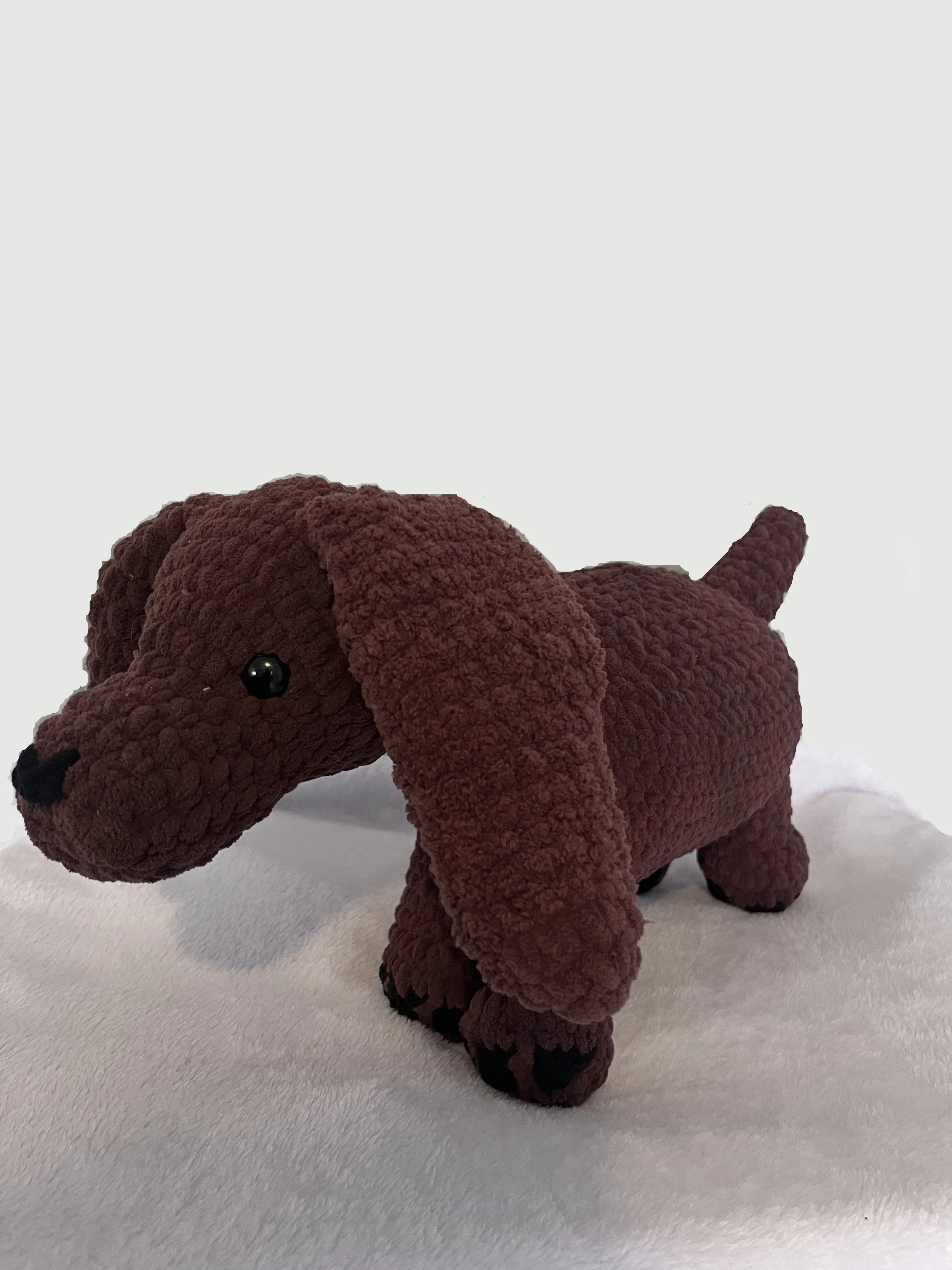 Dachshund