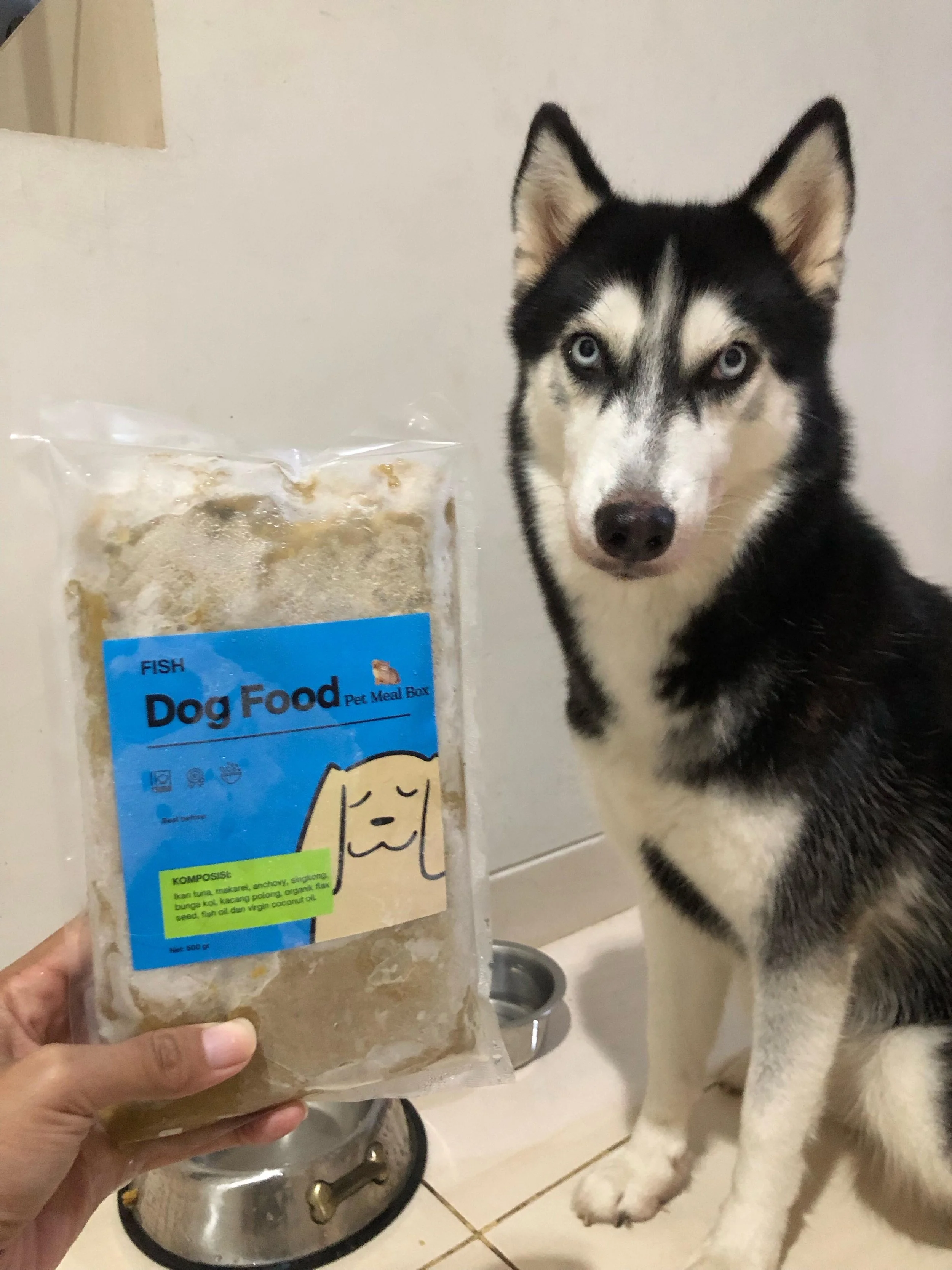 Panduan Lengkap Tentang Makanan Anjing Siberian Husky 