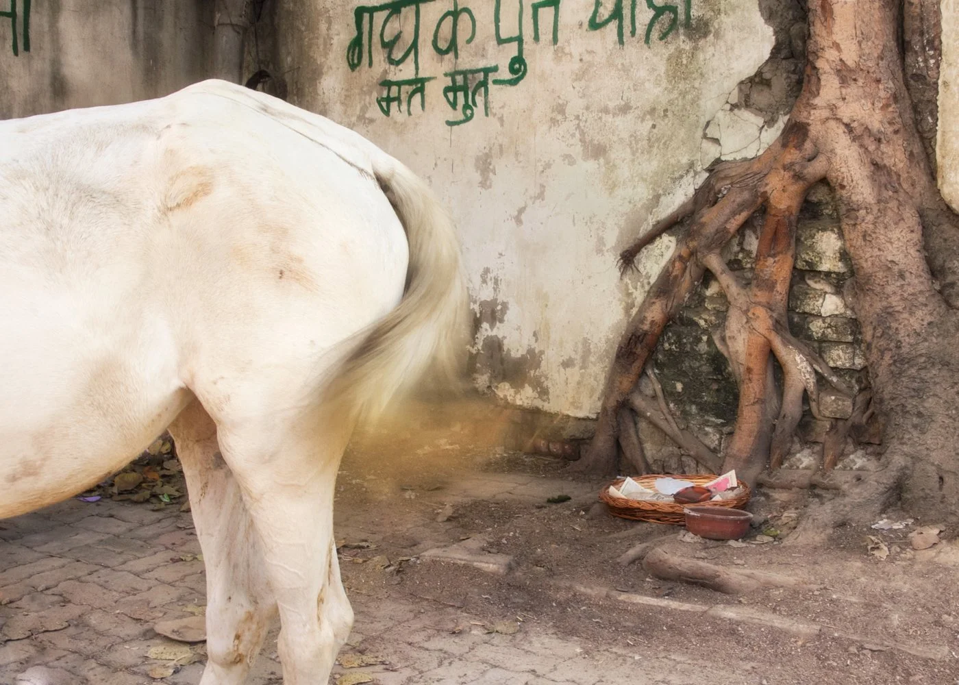 _MG_3998-2 copia.jpg