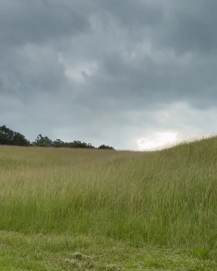 Long grass &amp; stormy nights. Summer on the farm 🩵