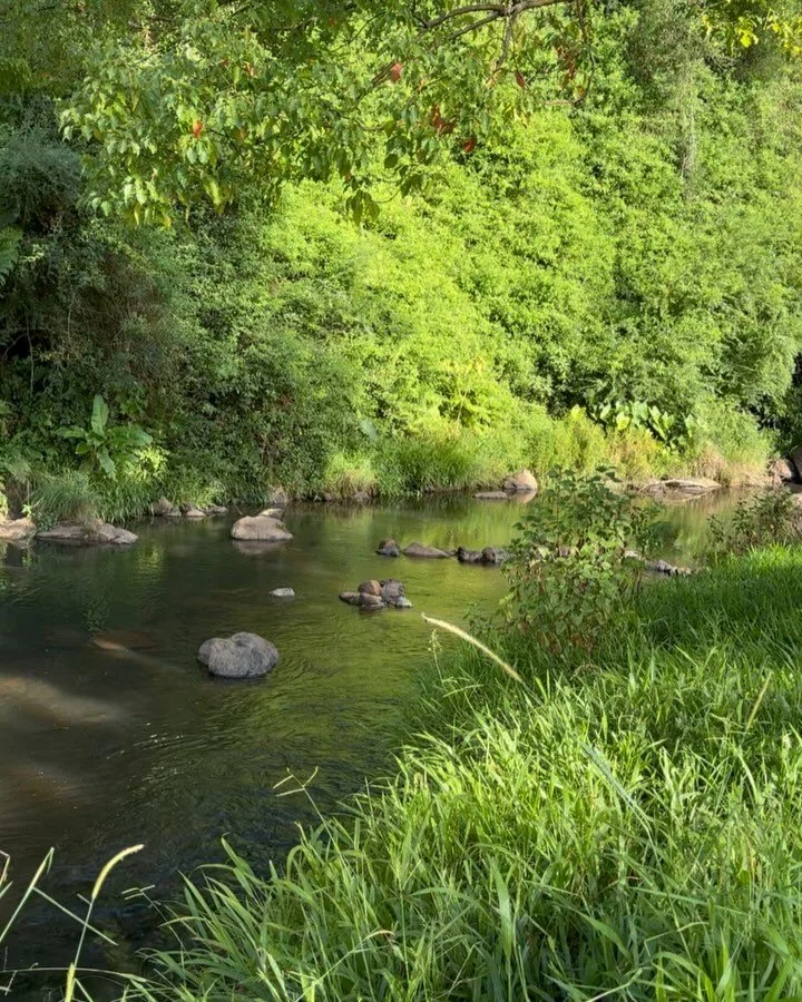 Summer afternoons by the creek
