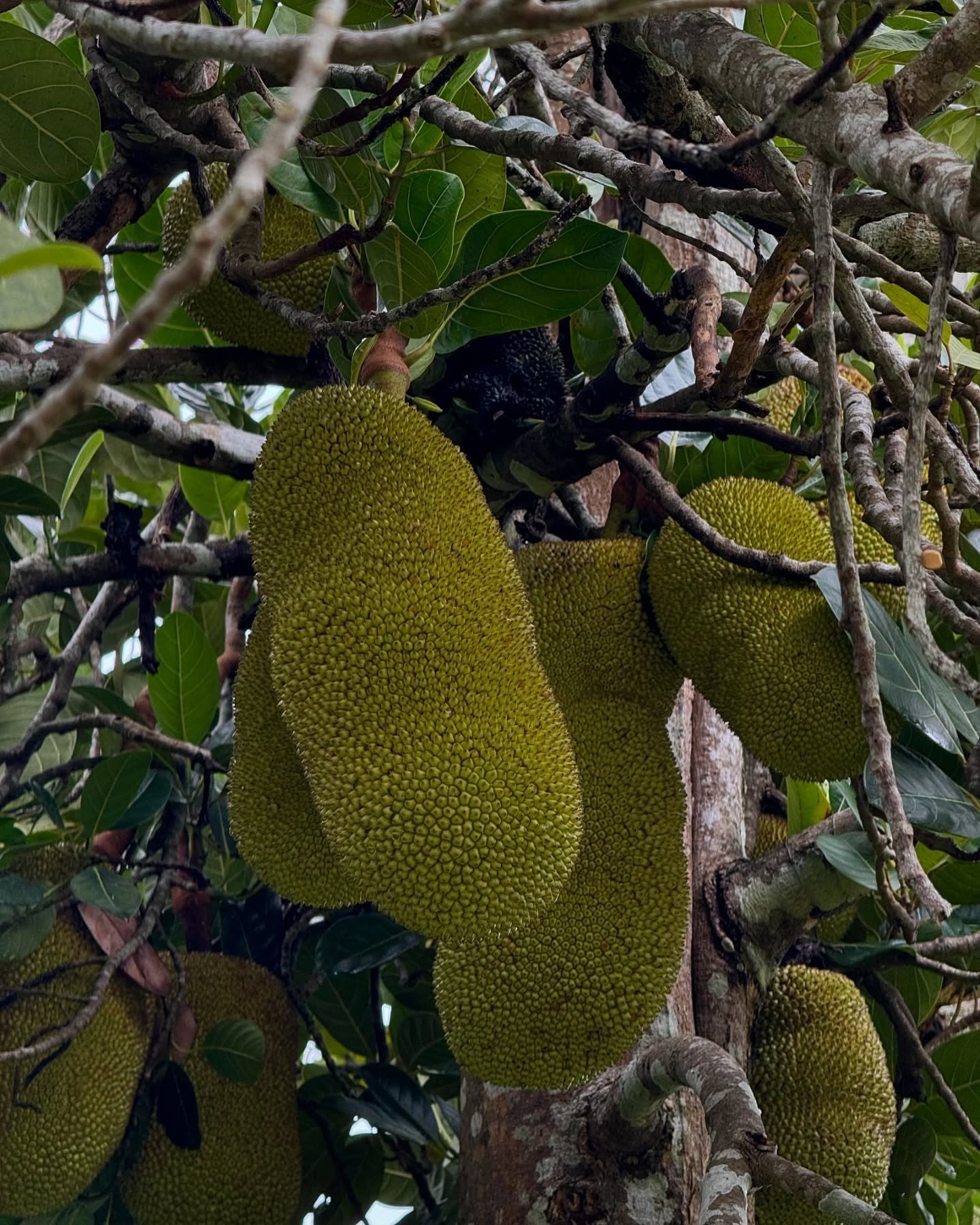 We have a beautiful old jackfruit tree on the property which grows jackfruit in abundance. If you have any jackfruit recipes please send them our way!

#nimbin #hinterlands #tropicalfruit #jackfruit #farm #organicfarming