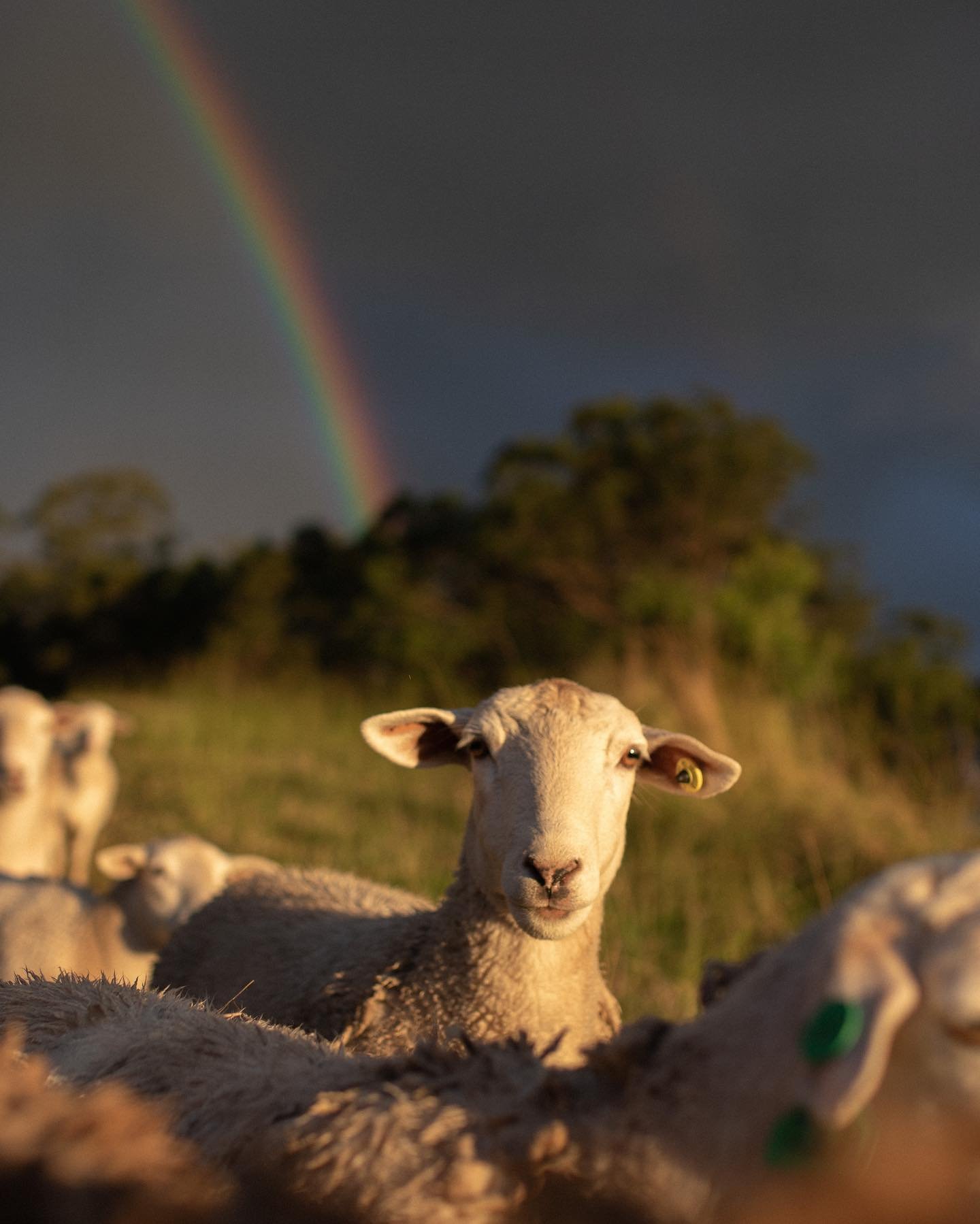 Raising sheep in the Rainbow Region 🌈 

#ecofarm #regenerativefarming #nimbin