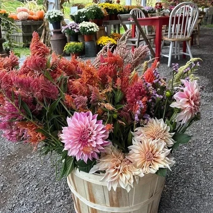dahlia%2Bcelosia%2Bbushel.jpg