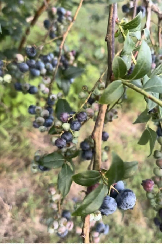 Blueberries on the vine.jpg