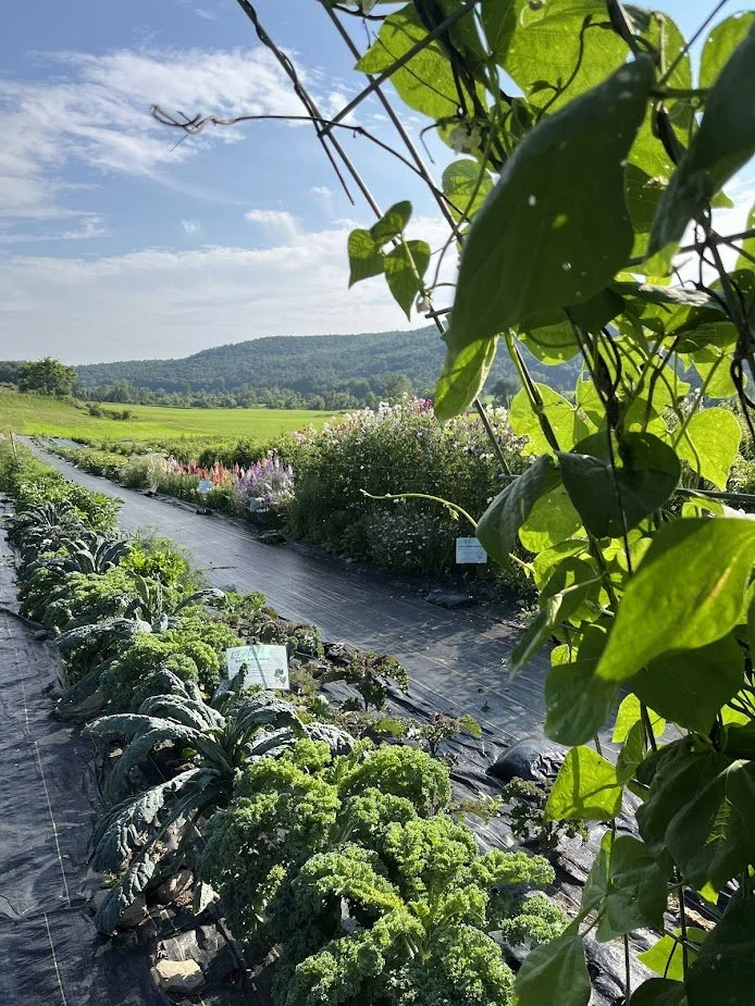 peek of the field.jpg