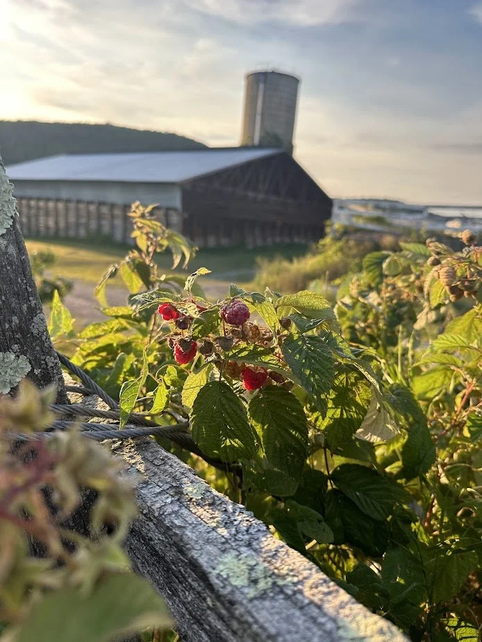 Raspberries with silo.jpg