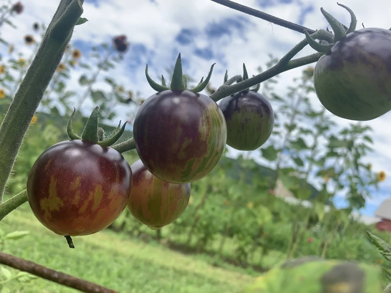 Beautiful tomatoes.jpg