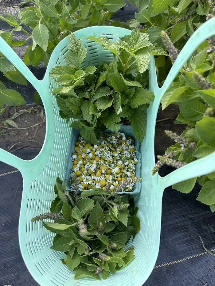 Pick Your Own Cup of Tea.jpg