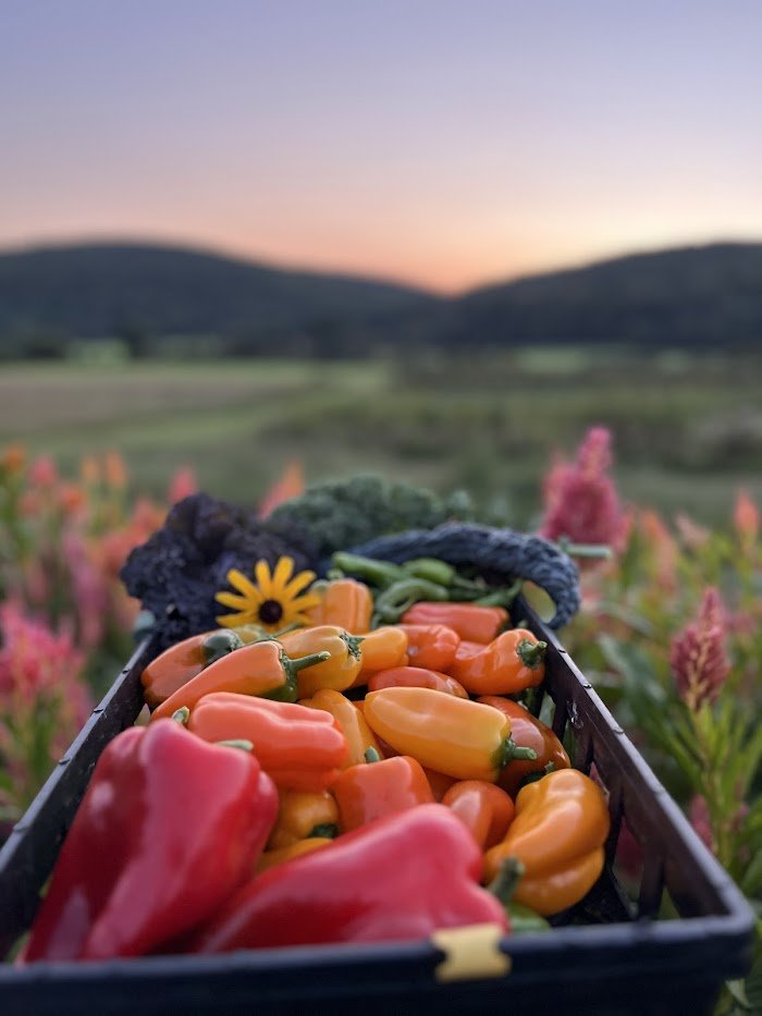colorful peppers.jpg