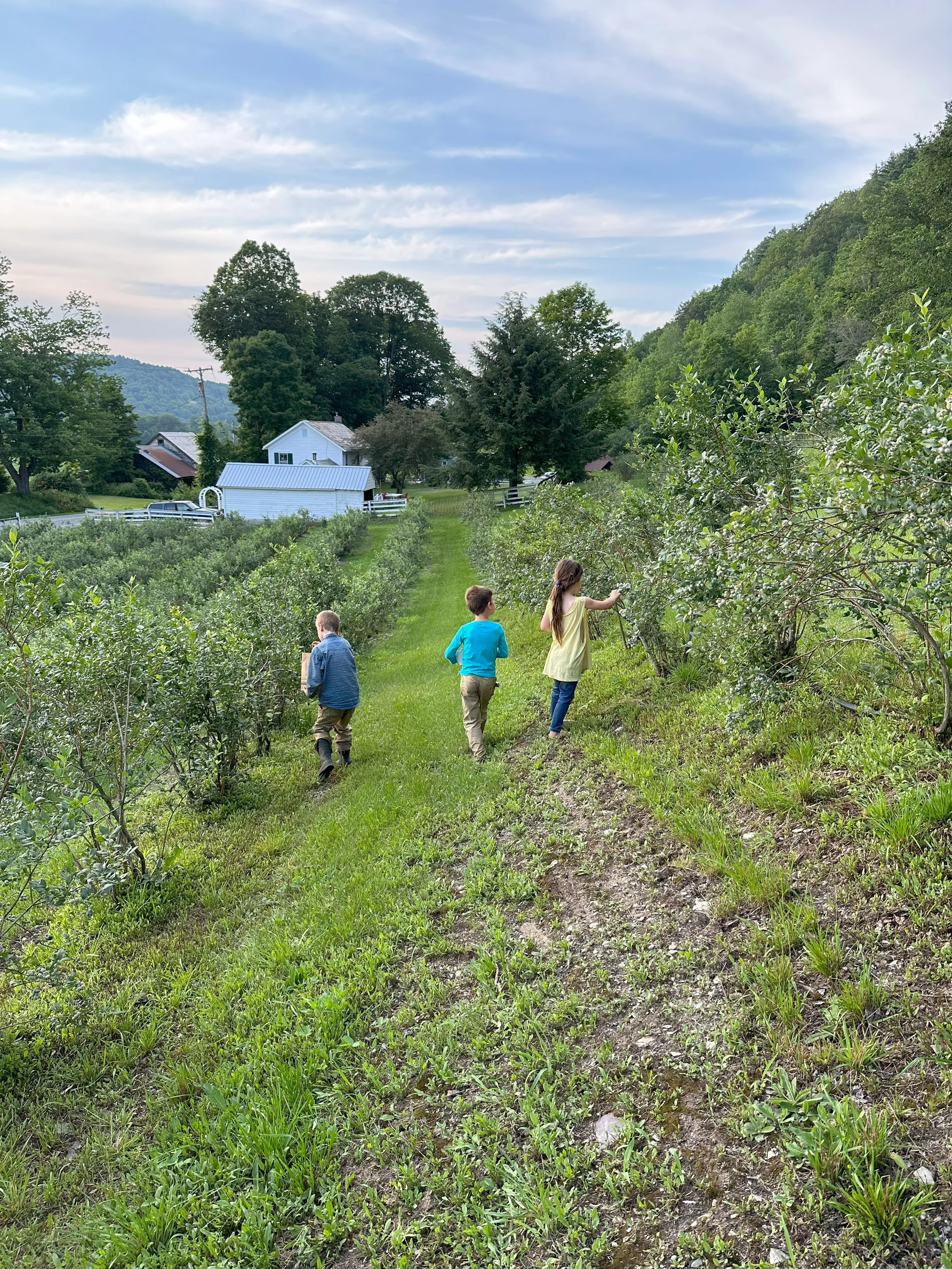 Blueberry Season and Berry Rewards ALL Season