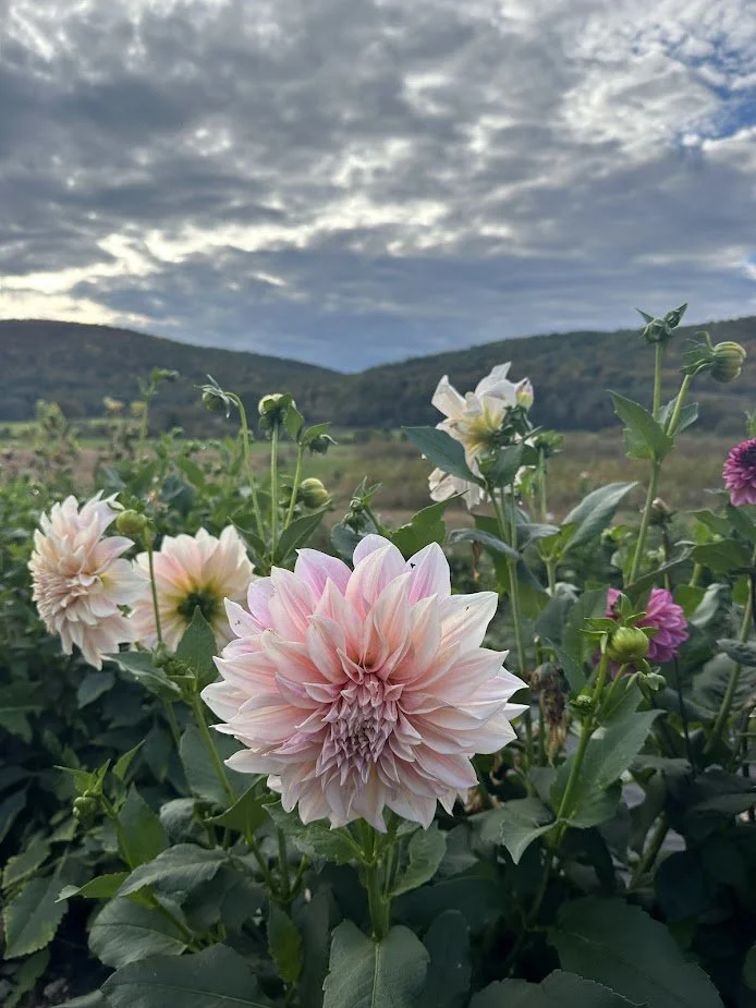 Date Night - Golden Hour in the Flower Fields