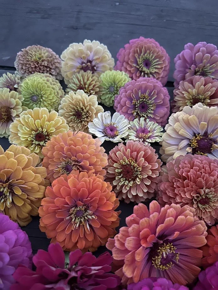 zinnias.jpg