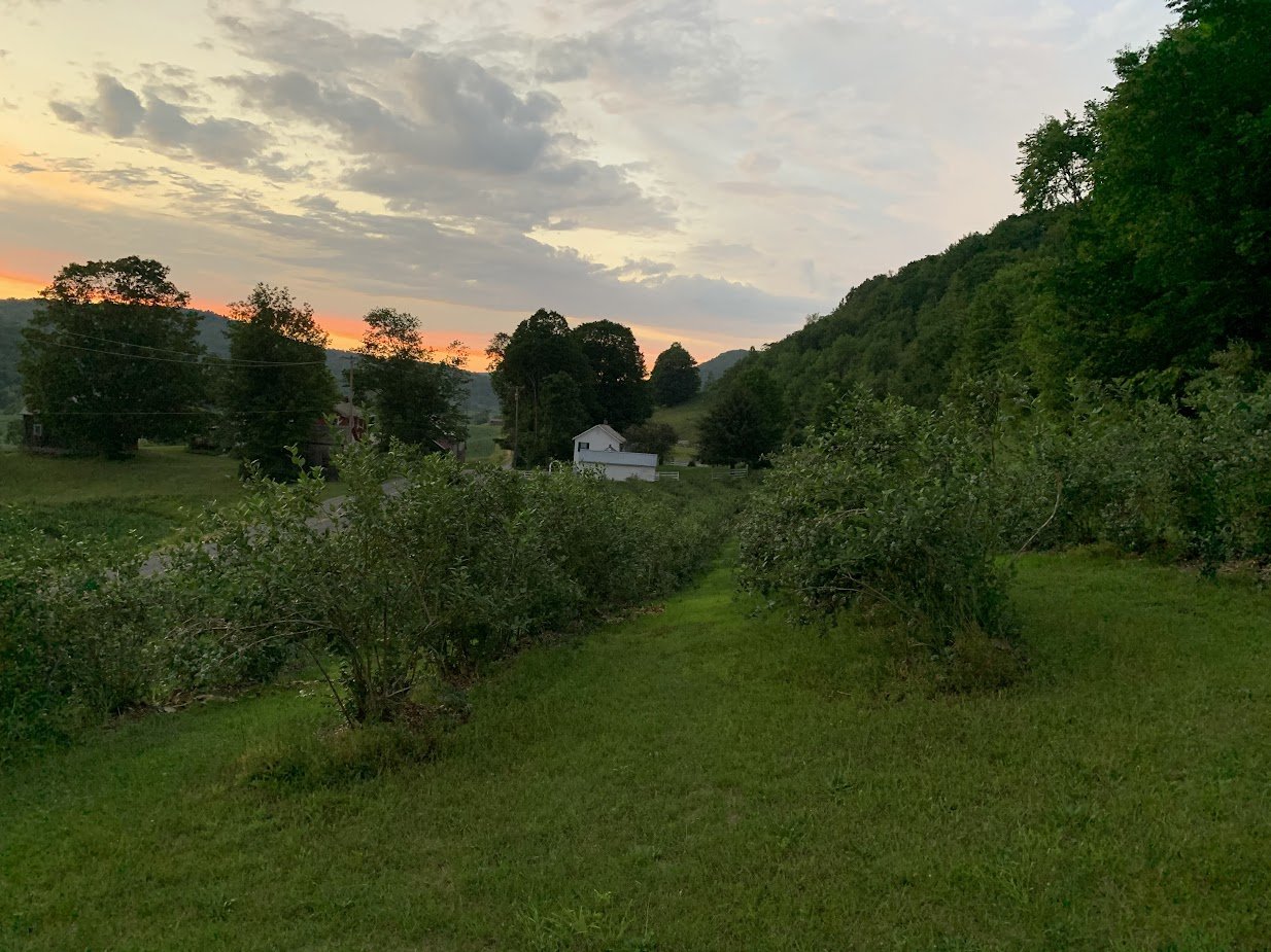 blueberry fields upper sunset.jpg