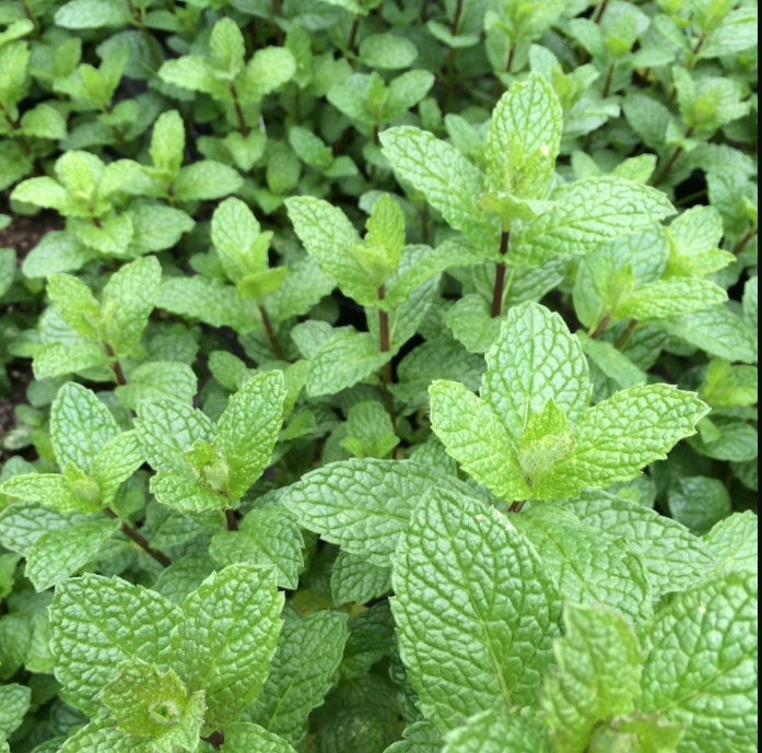 mint tea.PNG