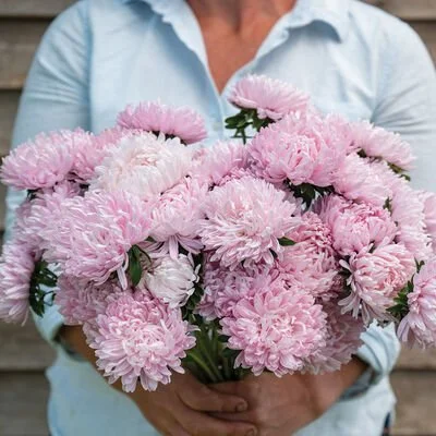 04980_01_souffle_light_pink_aster.jpg