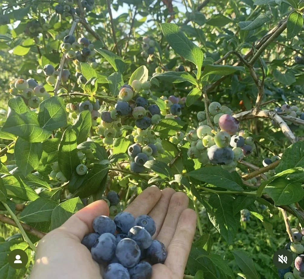 bb hand and bush.jpg