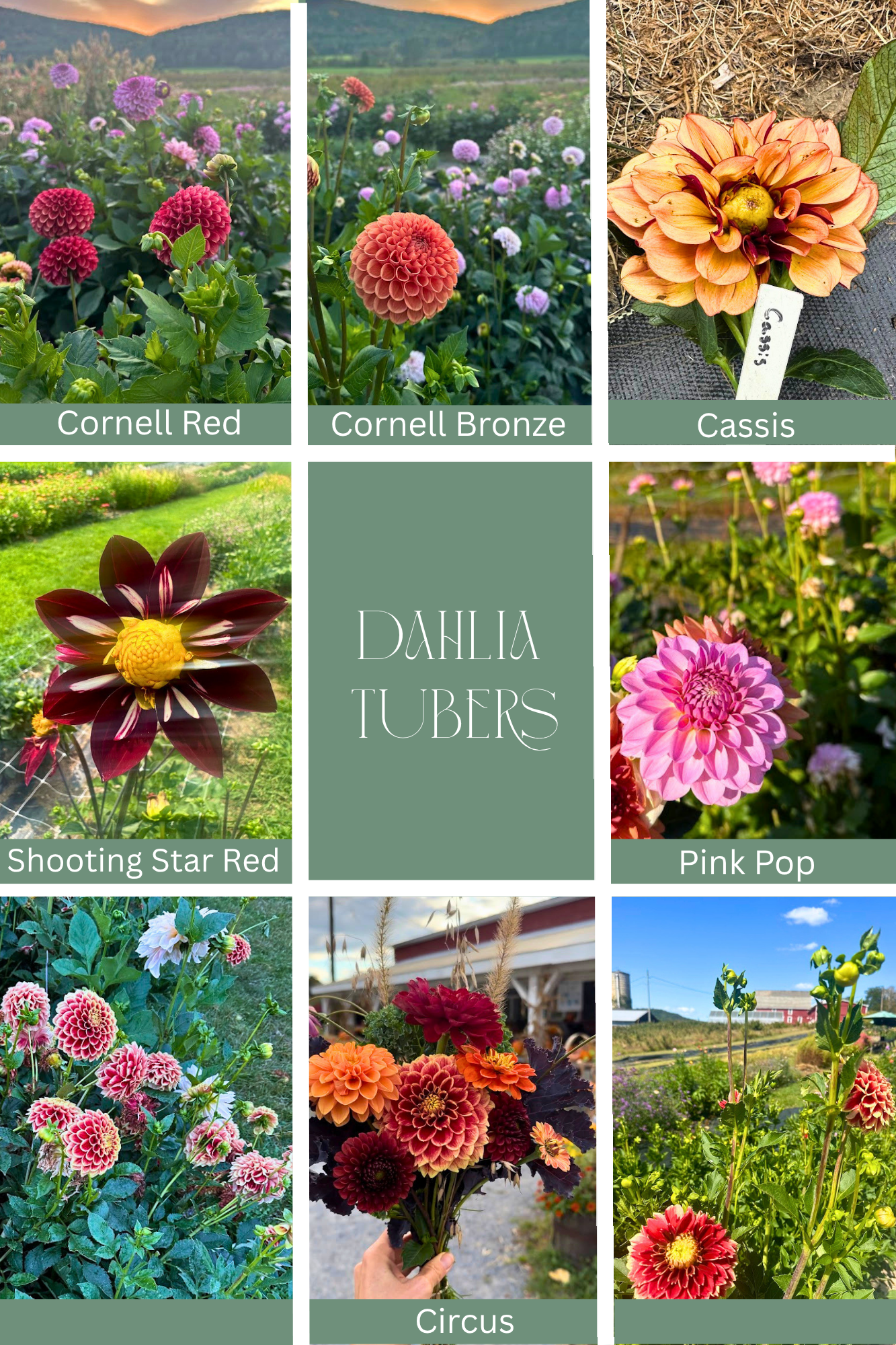 Dahlia 2.png