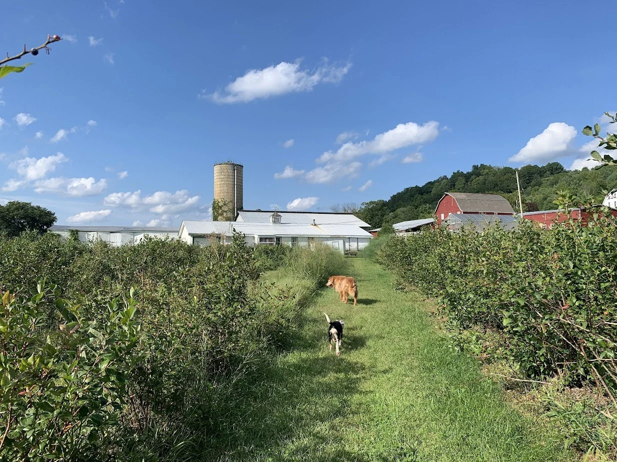 Grow Well: A Farm & Health Tour in the Blueberry Fields with Hunter
