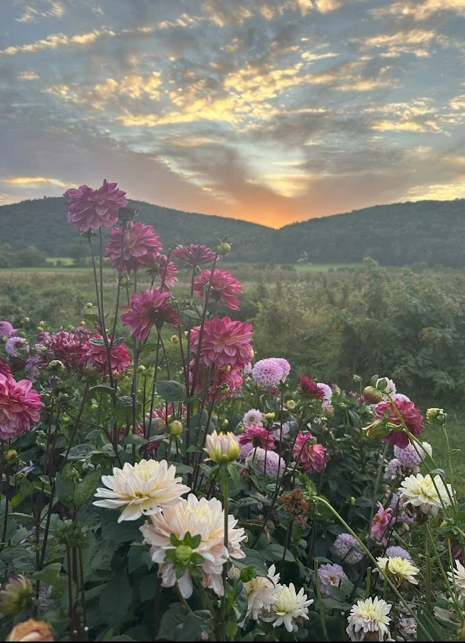 Lotsofdahliassunset.jpg